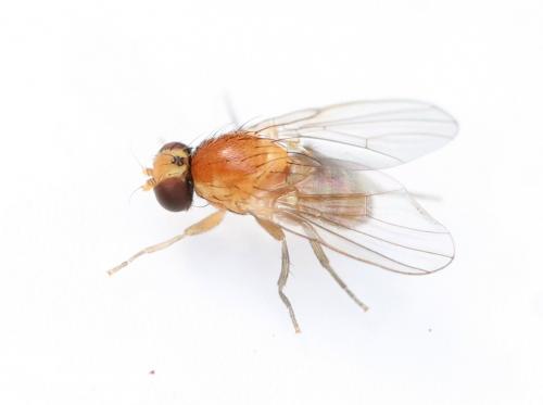Agromyza ferruginosa